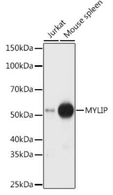 Western Blot: MYLIP AntibodyBSA Free [NBP2-93726]